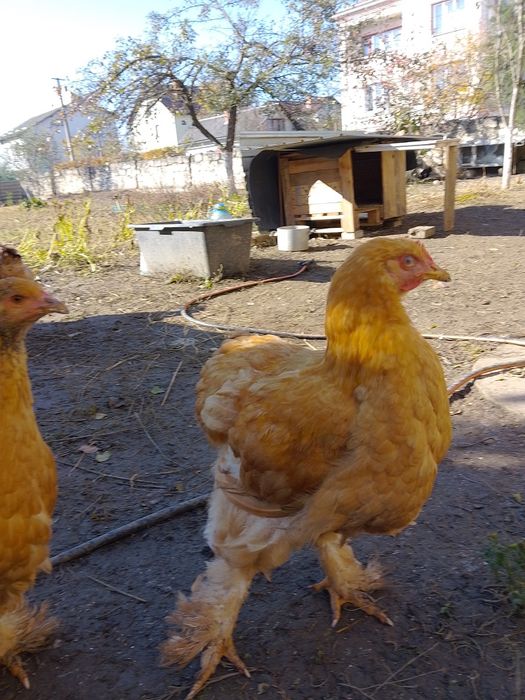 Купи породи Кохінхін