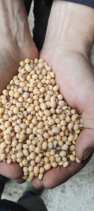 Продам сою.  ГМО