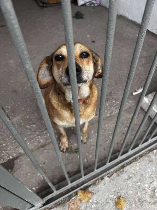 Tina szuka domu, 12 kg przyjazna