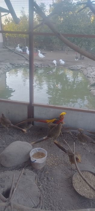 Bazant złoty młode samce i samice