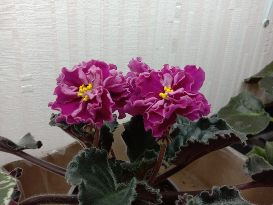 Фиалки разно цветущие