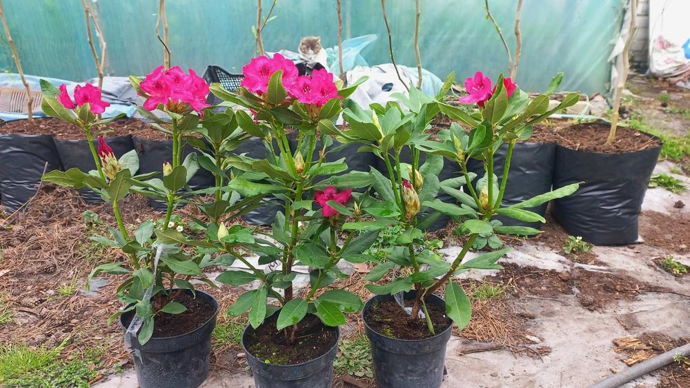 Рододендрон з квітами. Продам