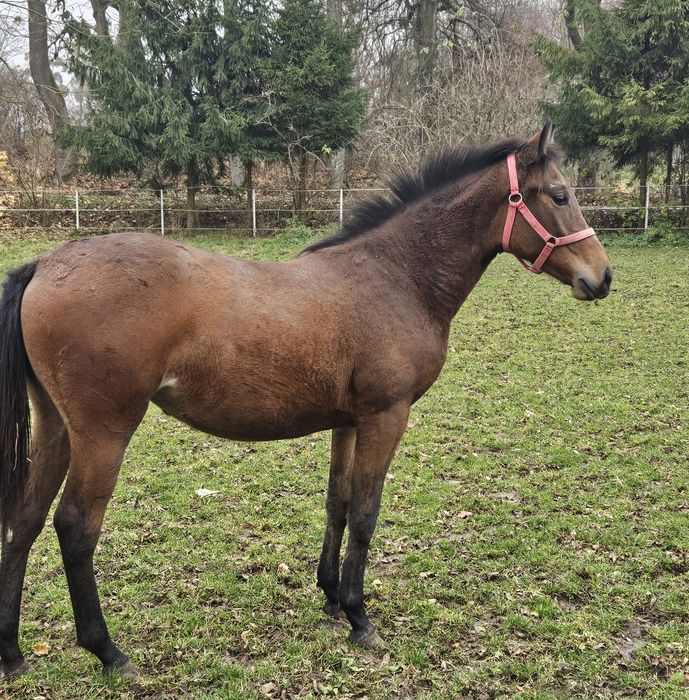 Klaczka 14 miesięcy