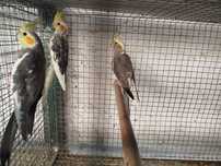 Caturras e kakirikis