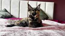 Helia kotka Maine Coon