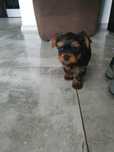 Yorkshire terrier