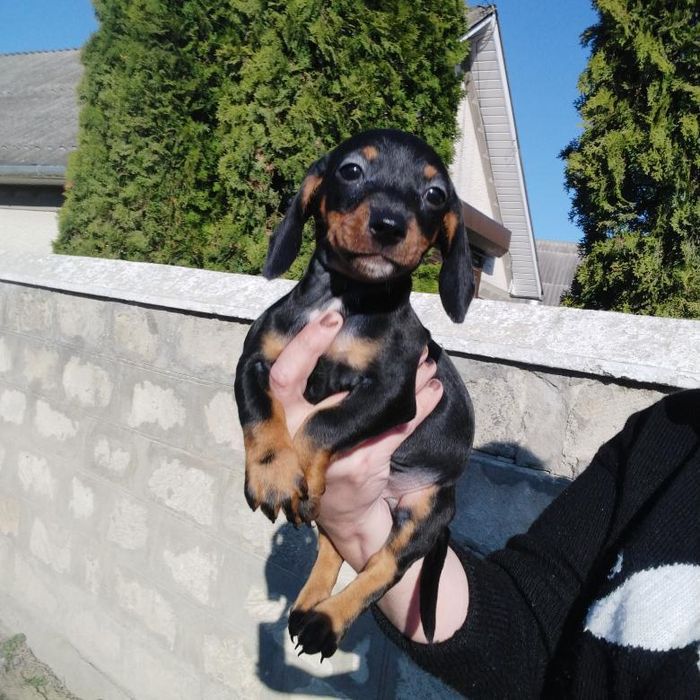 Один чорнопідпалий таксик з виводка !!! Шикарна дитинка.