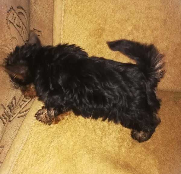 Dodo i Dusia  gotowi do zmiany domku