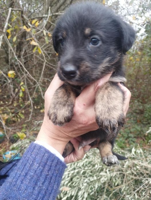 Neco para adoção muito responsável