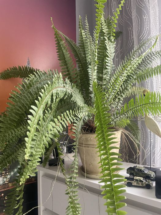 Папоротник з керамічним горщиком