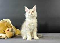 Srebrna kotka Maine Coon, rodowód FPL/FIFe