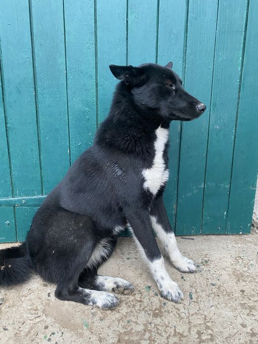 Продам дівчинку лайку