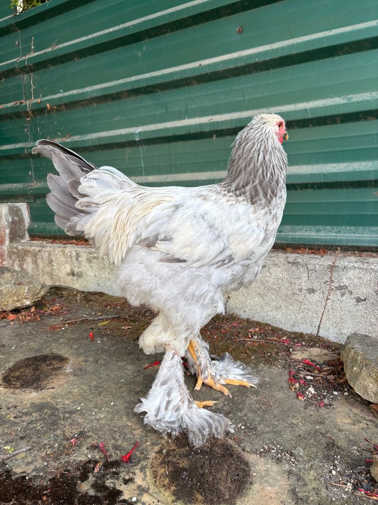 Galos Brahma Light