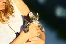 Gatinhos para adopção