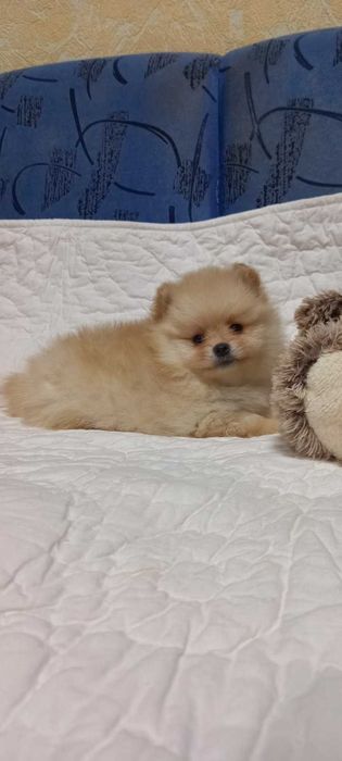 Девочка кремового окраса. Прививка по возрасту.