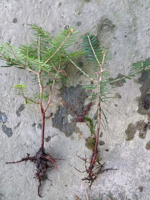 Jodła pospoliita sadzonki