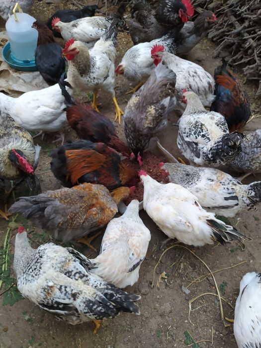 Інкубаційні яйця