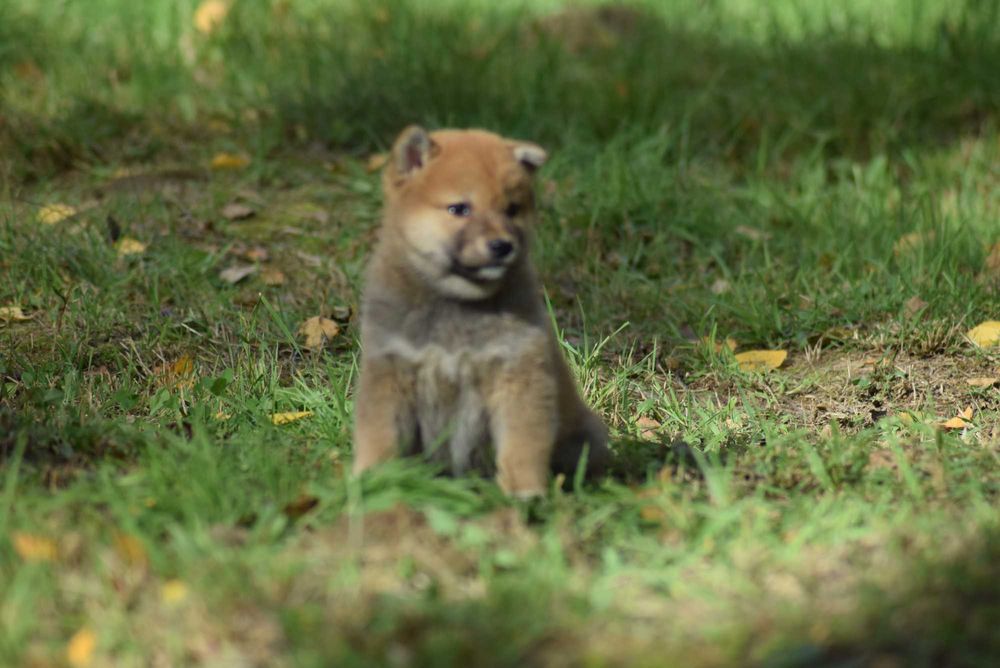Shiba z rodowodem po Championach - ojciec z Japoni