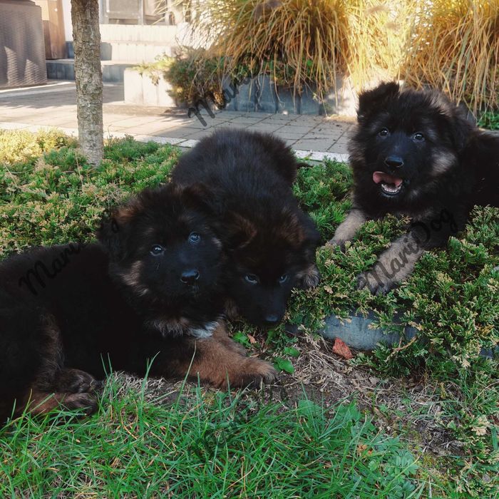 Owczarek Niemiecki Długowłosy suka suczka szczeniak piesek RODOWÓD