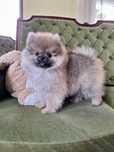 Lulu da pomerânia mini com LOP, linhagem Russa, spitz alemão anão