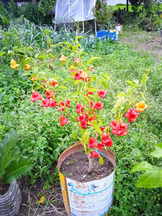 Planta de Pimenta “Chapéu-de-Bispo” – já com frutos