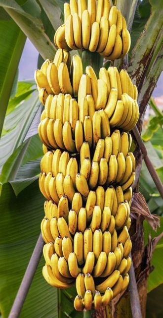 Bananeiras exóticas vermelhas e das canárias - portes grátis