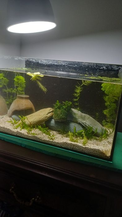 Vendo aquario plantado