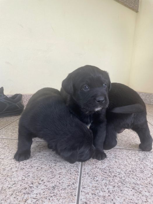 Oferta cachorros