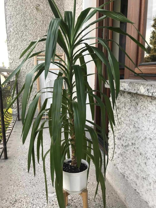 Yuka doniczkowa do soalonu