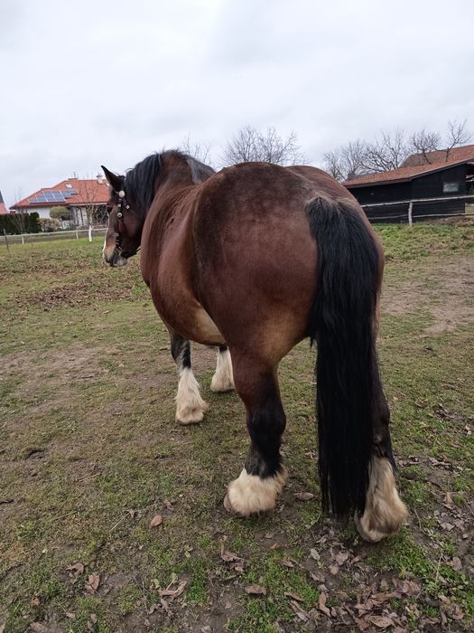 Klacz zimnokrwista - arden polski 84 pkt