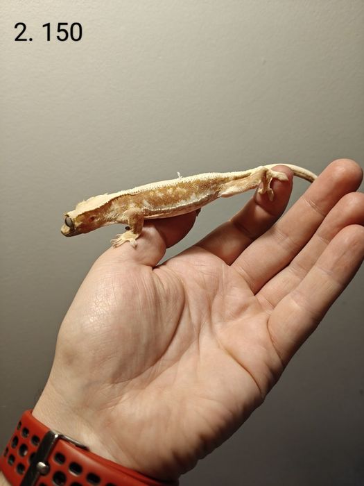 Gekon orzęsiony Podrostki