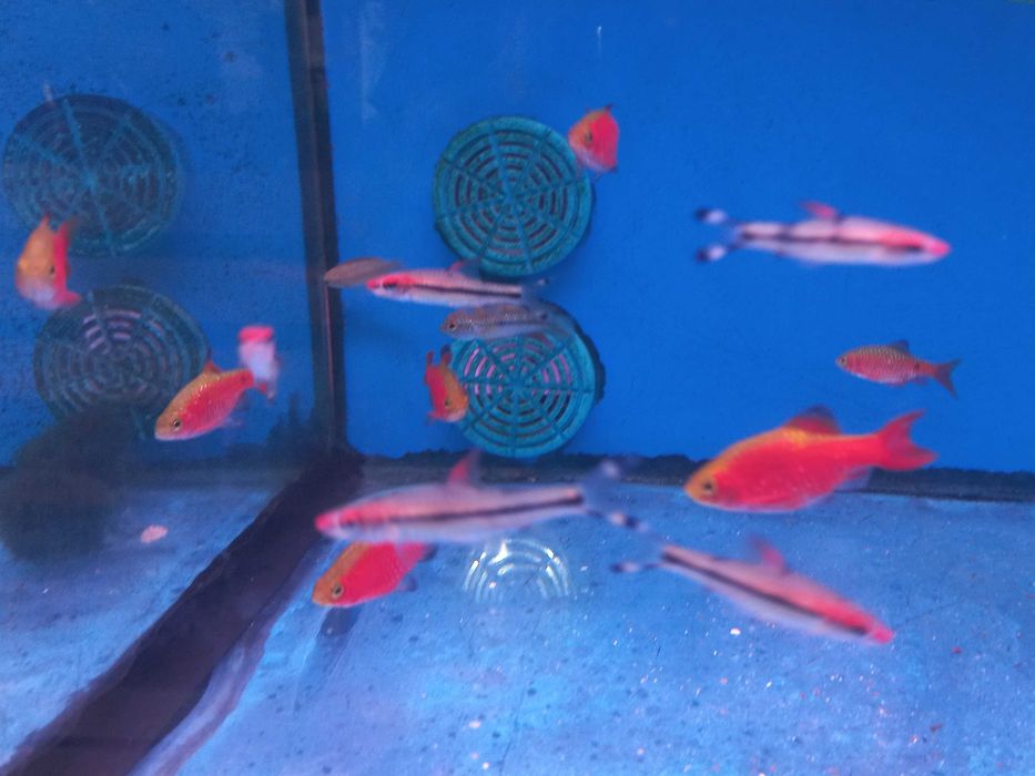 Barbo Rosy \ pethia conchonius 4-5cm