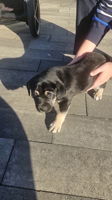 Szczeniak do oddania  za Darmo