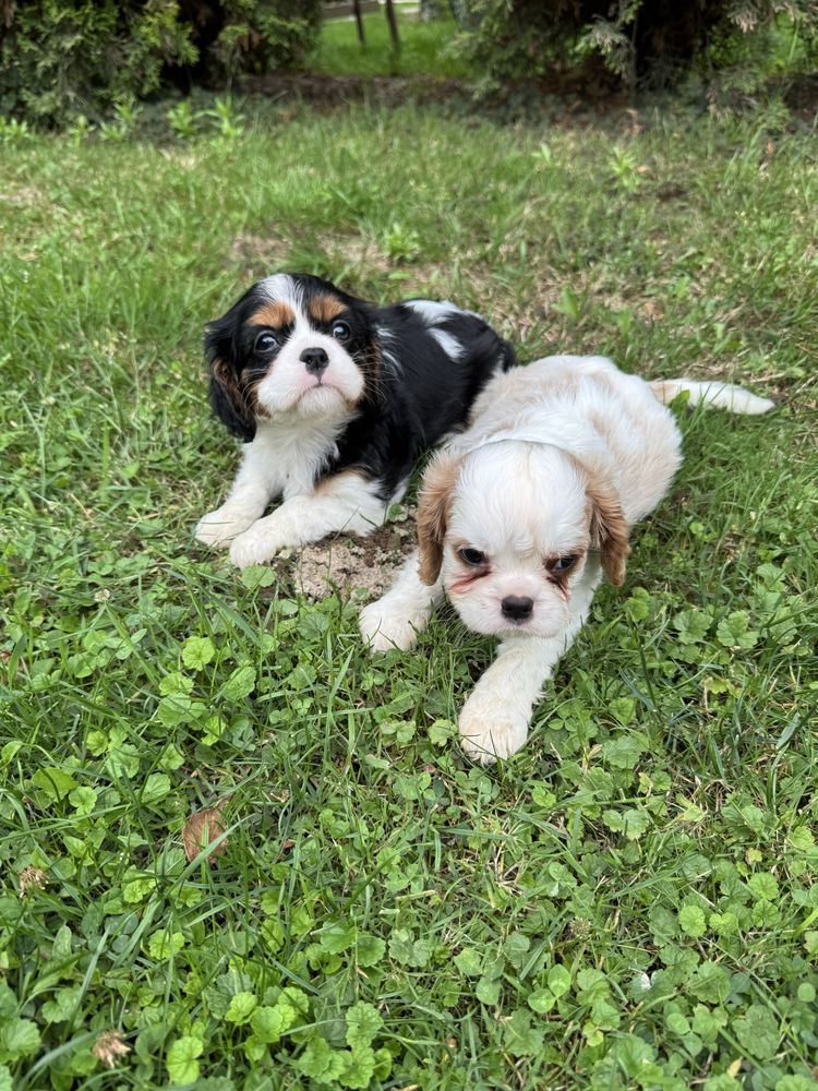Piękny Piesek Cavalier Tricolor Chip,Książeczka,Rodowód,Wyprawka!!