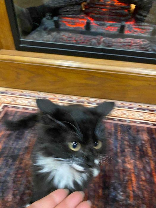 Віддамо грайливого котика