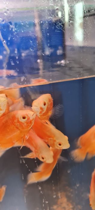 Pielegnica pawiooka albino