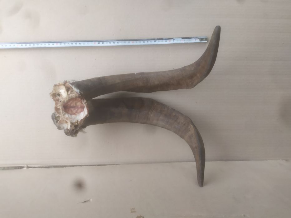 Роги козла з кісткою