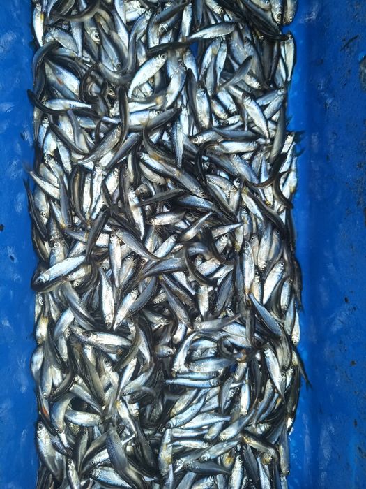 Słonecznica do zarybienia