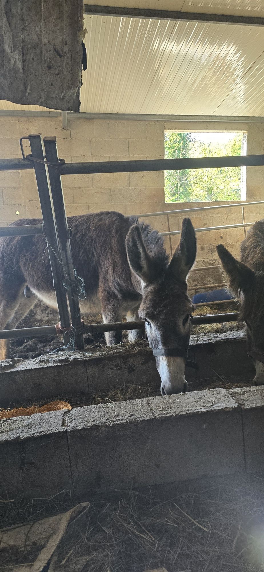 Casal de burros mansos