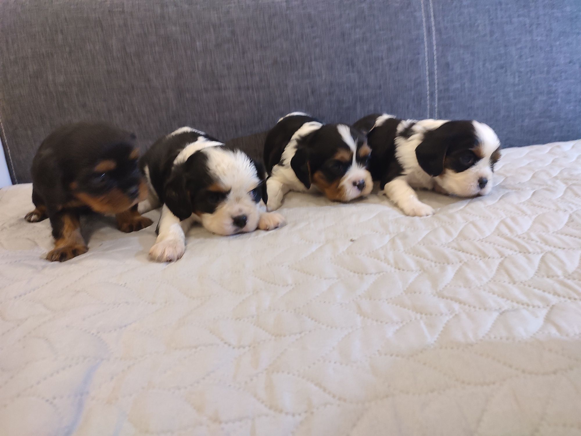 Cavalier King Charles Spaniel