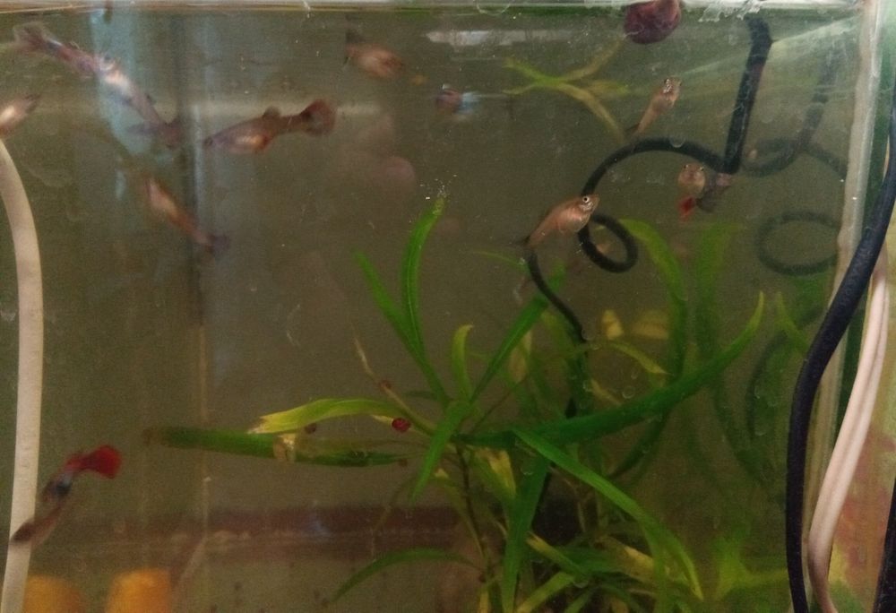 Молодые анциструс супер ред.гуппии красивые