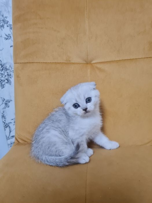 Вислоухий котёнок серебристая шиншилла мальчик, шотландский котёнок