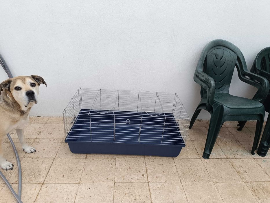 Gaiola coelho / porco da Índia grande