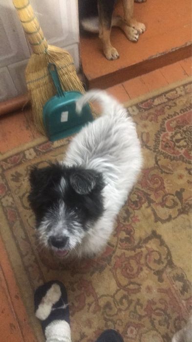 Отдам в добрые руки