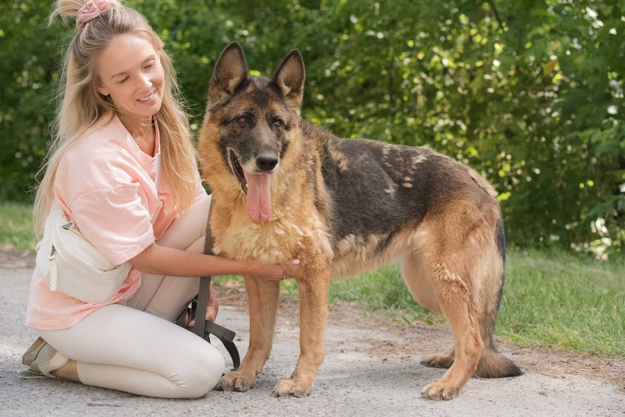 LETINA - mądra sunia w typie owczarka niemieckiego do adopcji