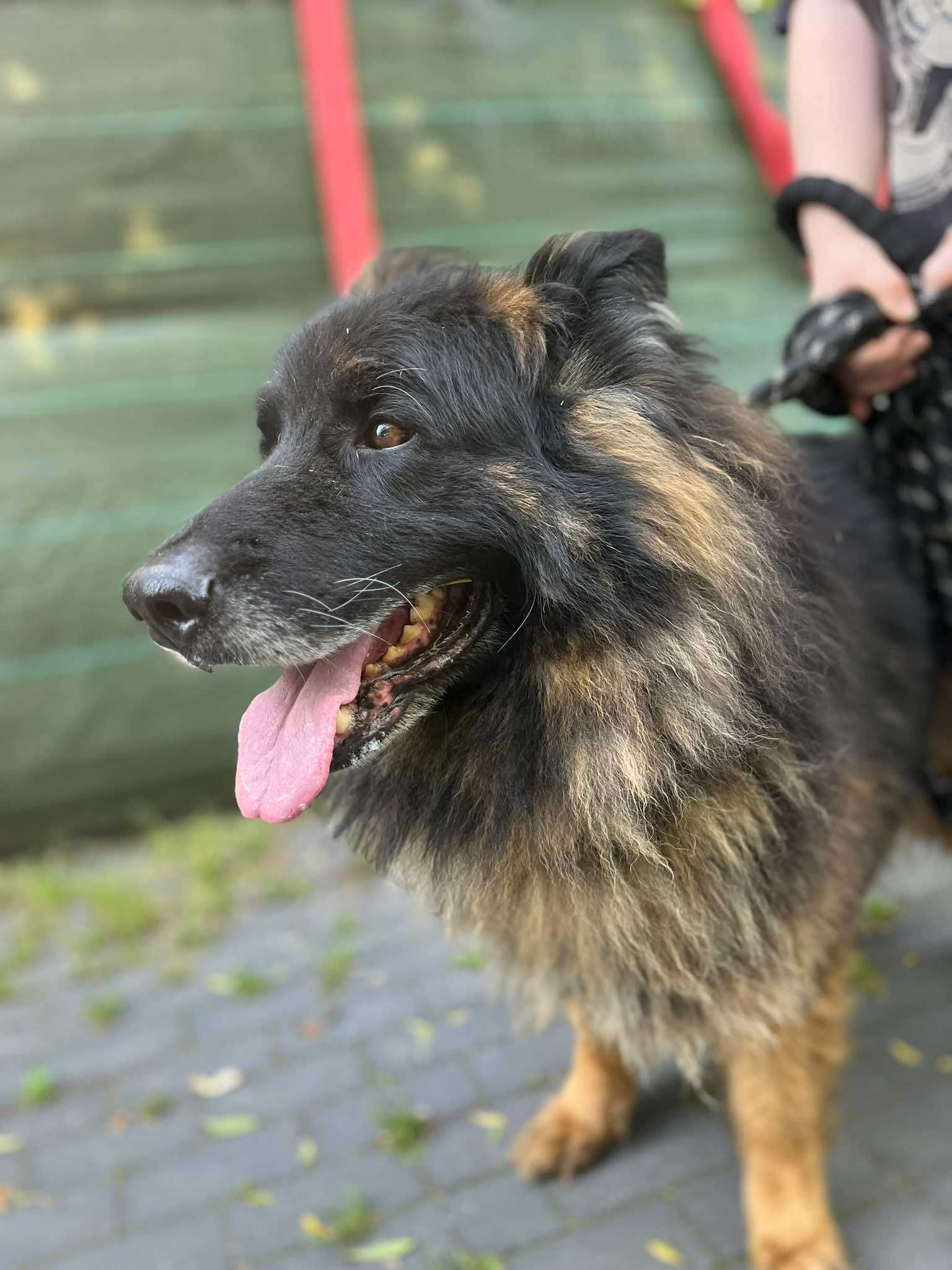 Barnaba- psi senior w typie owczarka niemieckiego prosi o dom