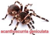 Acanthoscurria Geniculata. Ptasznik białokolanowy