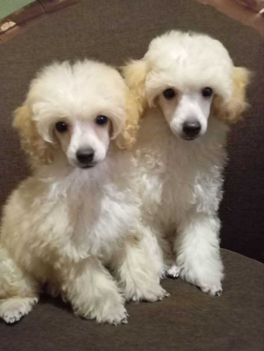 Пудель - біленький хлопчик