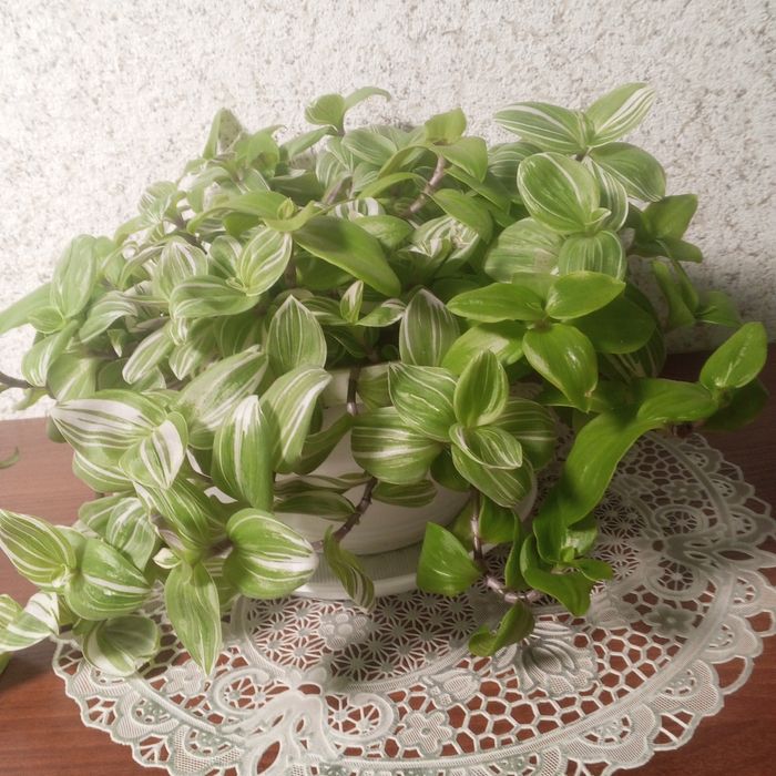 Продам традисканцію