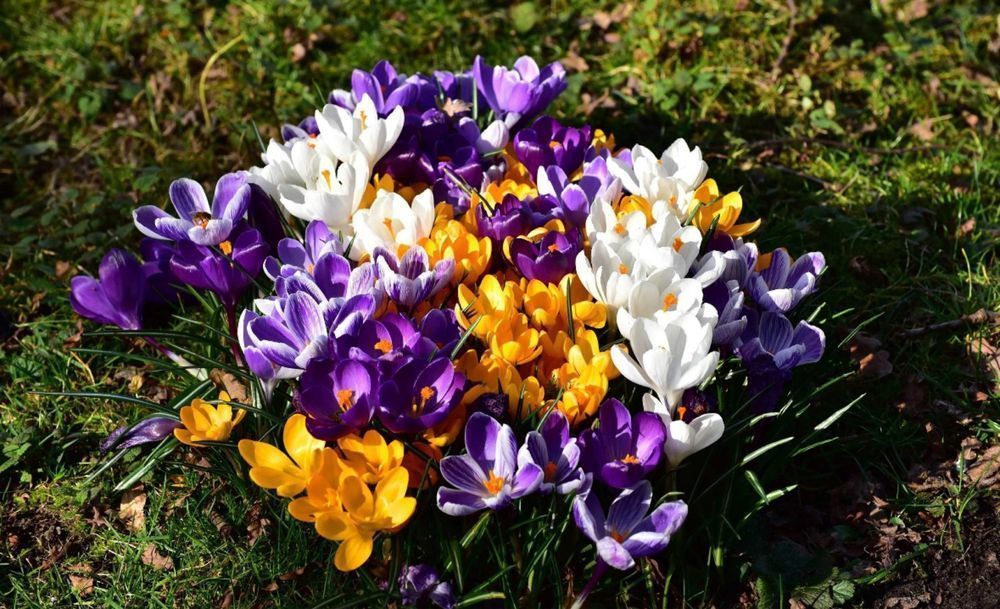 Cebulki KROKUSÓW mix kolorów KROKUS krokusy Kwiatów Kwiatowe